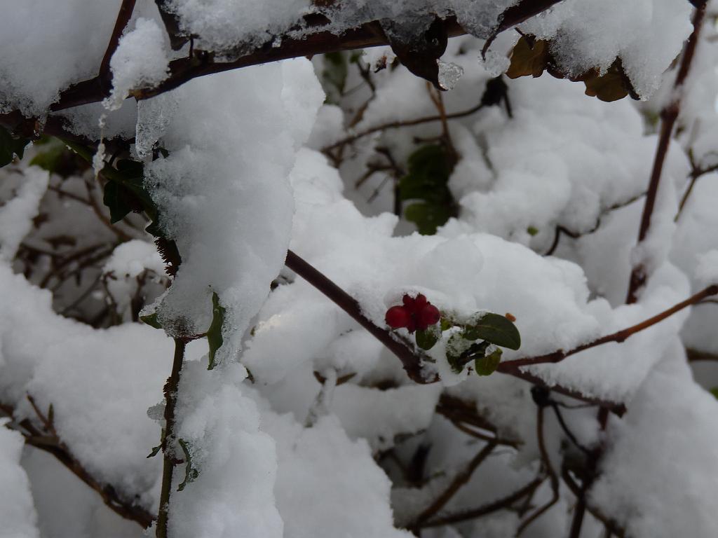 Snow 13 A Very Berry Christmas